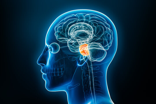 Xray lateral or profile view of the pons 3D rendering illustration with male body contours. Human brain anatomy, medical, biology, science, neuroscience, neurology concepts.