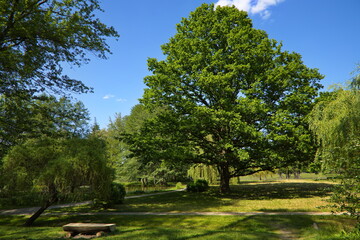 Giant oak tree in palace garden of Castolovice castle, Hradec Kralove region, Czech republic, Europe
