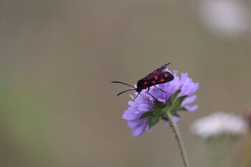 Pair of zygaena butterflies on a scabiosa flower