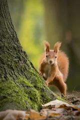 Poster Bosdieren squirrel on a tree  © Hana