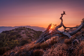 An old juniper tree in the mountains against the sunset. A fallen withered tree. - obrazy, fototapety, plakaty