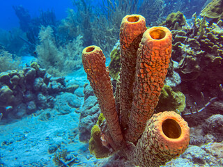 yellow tube sponge, sea sponge, Verongiida