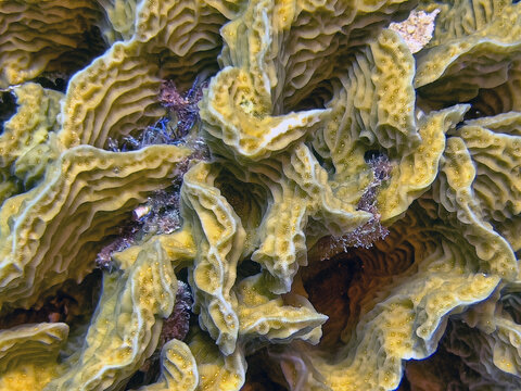 Agaricia agaricites, lettuce coral