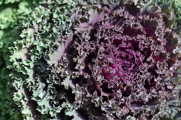 ornamental cabbage with ruffle tips or lacinato dinosaur leaves