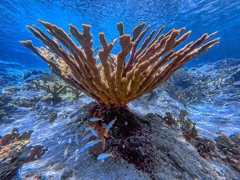 Elkhorn coral ,Acropora palmata