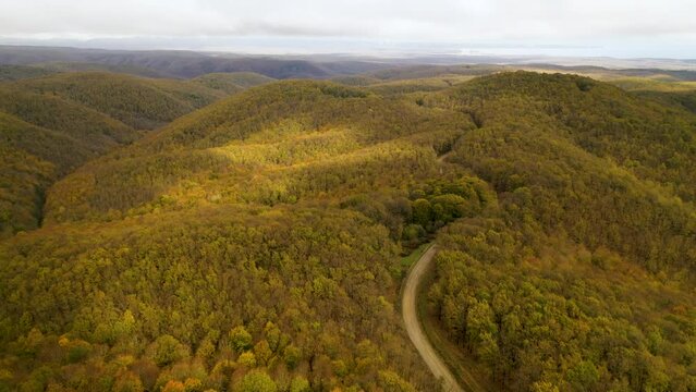 The road passes through the trees in the floodplain forest. Aerial view of the forest from drone. Igneada, Kirklareli, Turkey 