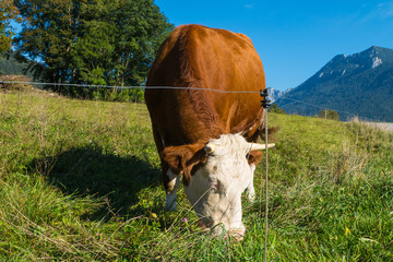Grasende Kuh Chiemgauer Alpen