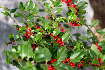 Obraz premium red berries on a holly bush