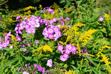 pink phlox and goldenrod wildflowers outdoors in bright sunlight