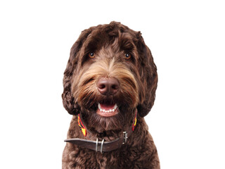 Brown fluffy dog looking at camera with mouth open. Front view of friendly puppy dog with playful or curious look. 1 years old, female, Australian Labradoodle. Selective focus. Transparent background.