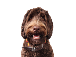 Brown fluffy dog looking at camera with mouth open. Front view of friendly puppy dog with playful or curious look. 1 years old, female, Australian Labradoodle. Selective focus. Transparent background.