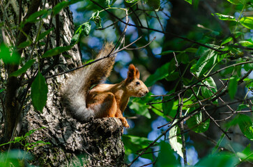 Red-haired beautiful squirrel posing on a tree branch