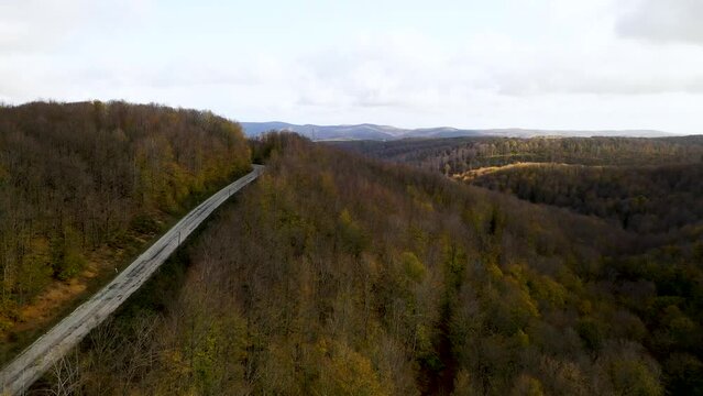 The road passes through the trees in the floodplain forest. Aerial view of the forest from drone. Igneada, Kirklareli, Turkey 