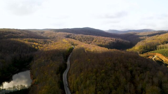 The road passes through the trees in the floodplain forest. Aerial view of the forest from drone. Igneada, Kirklareli, Turkey