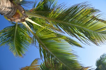 Palm tree and blue sky, tropical climate in Mexico.