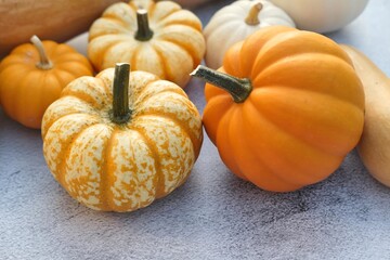 Pumpkins and squashes on grey background. Close up of autumn pumpkins varieties in the kitchen.