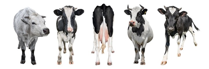 Cows of different breeds in full height isolated on transparent background. Cow isolated long...