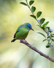 Turquoise bird from Brazil. A female of Blue Dacnis also know as Sai-azul perched on the branches of a tree. Species  Dacnis cayana. Animal world. Birdwatching.  Birding.