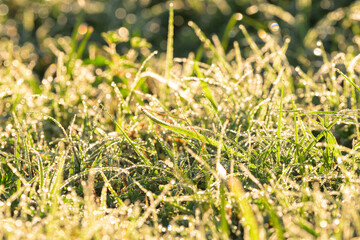 Heavy dew in grass on a bright summer morning, backlit - 654911296