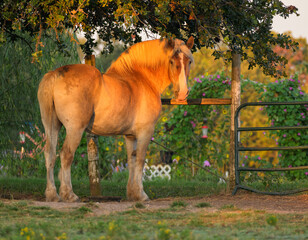 Belgian draft horse at pasture gate, colored golden with early morning sun, looking at the viewer, with a flower garden on the background - 654911446