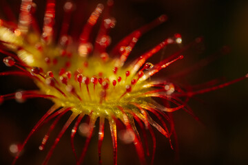 Vibrant Red Blossom, Detailed Close-up of Botanical Petal up Close. Vibrant red flower in detailed close-up, showcasing botanical beauty.