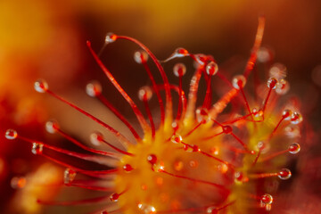 Vibrant Red Blossom, Detailed Close-up of Botanical Petal up Close. Vibrant red flower in detailed close-up, showcasing botanical beauty.