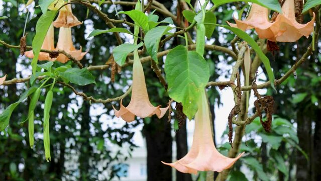 Poisonous yellow devil's trumpet  (Datura Metel)  flowers