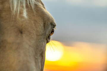 Close-up of the eye of a western palomino horse with sunset background