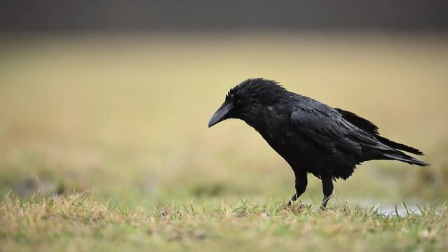 Raven bird close up ( Corvus corax )