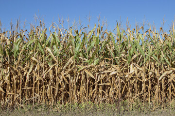 Corn crop field in the fall season, soon ready for harvesting and processing into alcohol, food, feed or fuel.