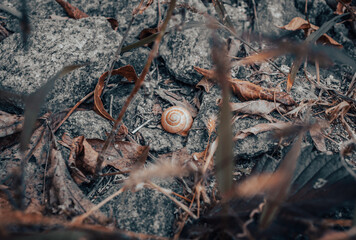 Close up of a garden snail sleeping on stone concept photo. Helix pomatia.