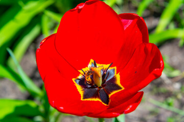 Close-up, Red tulips blooming in spring in the garden, botanical garden in Odessa