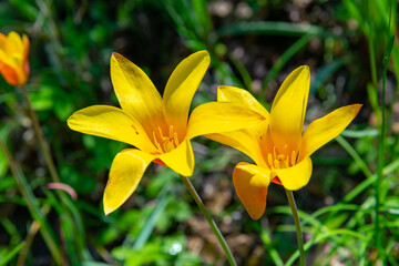Fototapeta na wymiar Yellow tulips blooming in spring in the garden, botanical garden in Odessa