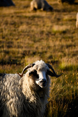 Piękna owca pozująca do zdjęcia w górach  - obrazy, fototapety, plakaty