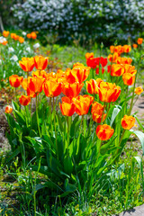 Red-yellow tulips blooming in spring in the garden, botanical garden