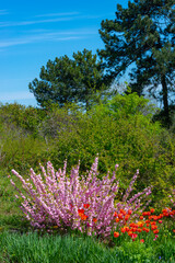 Sometimes called flowering plum or flowering almond (Prunus triloba)