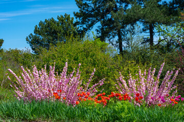 Sometimes called flowering plum or flowering almond (Prunus triloba)