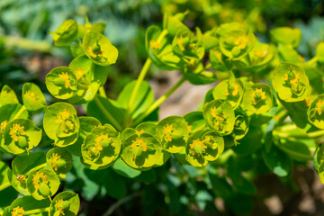 Yellow-green flowers of ornamental garden Euphorbia