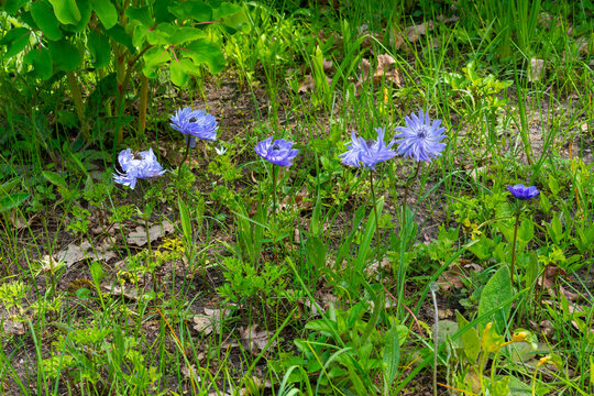 Windflowers Anemone is a genus of flowering plants