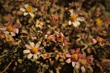 Arizona Wildflowers. Shot at the top of Siphon Draw Trail, Lost Dutchman State Park, Arizona