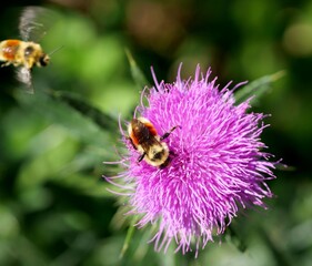 Bees and flower