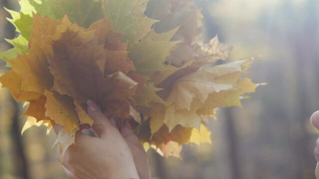 A beautiful Caucasian woman over 40 years old holds a bouquet of yellow wedge leaves in her hands on an autumn day in the rays of the sun, slow motion.
