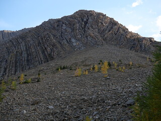 Larch tree with Grizzly Ridge in the background near Highwood Pass