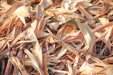 Dry corn leaves in sunlight. Rural life, lifestyle