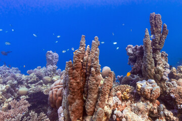 coral pillars in red sea