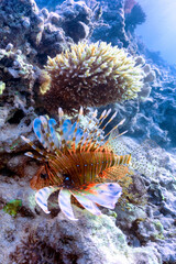 Colorfull lionfish and coral