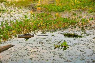 alligator in the pond