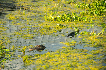 alligator in the pond