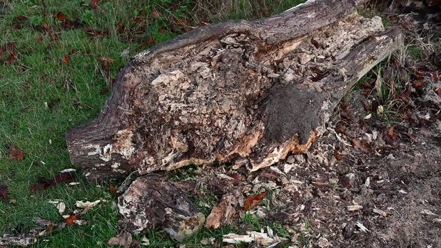 Old rotting fallen tree