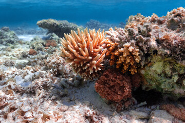 Fototapeta na wymiar Clorfull corals in red sea